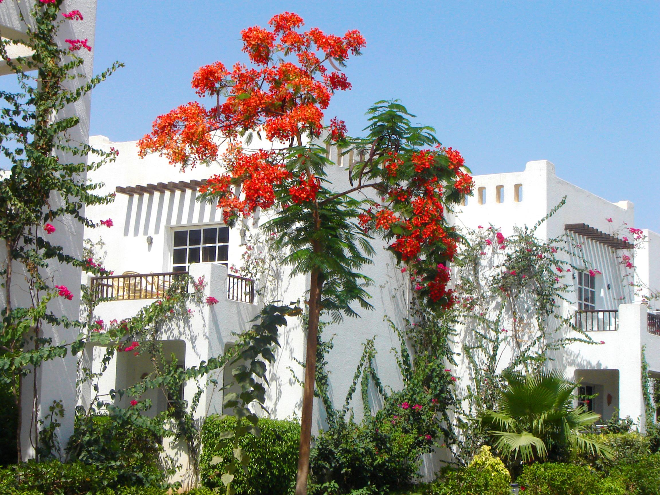 Delta Sharm Resort ,Official Web, Delta Rent, Sharm El Sheikh, South Sinai, Egypt 外观 照片